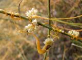 genus Cuscuta