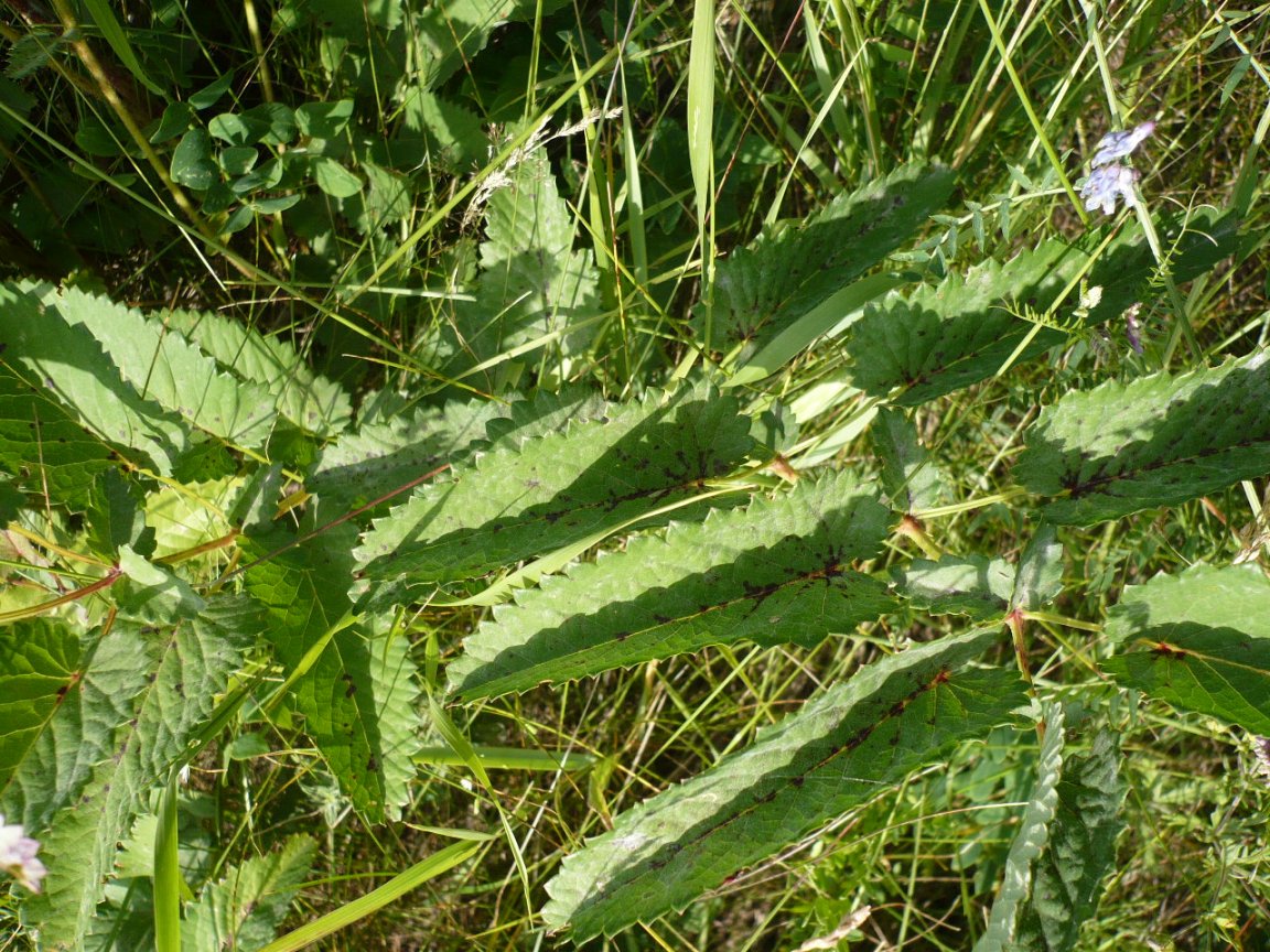 Image of Sanguisorba officinalis specimen.