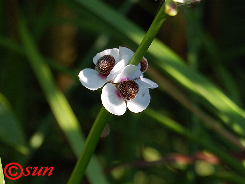 Image of Sagittaria sagittifolia specimen.