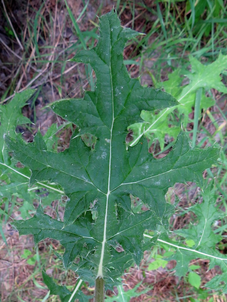 Image of Echinops sphaerocephalus specimen.