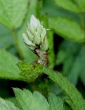 Astilbe разновидность davidii