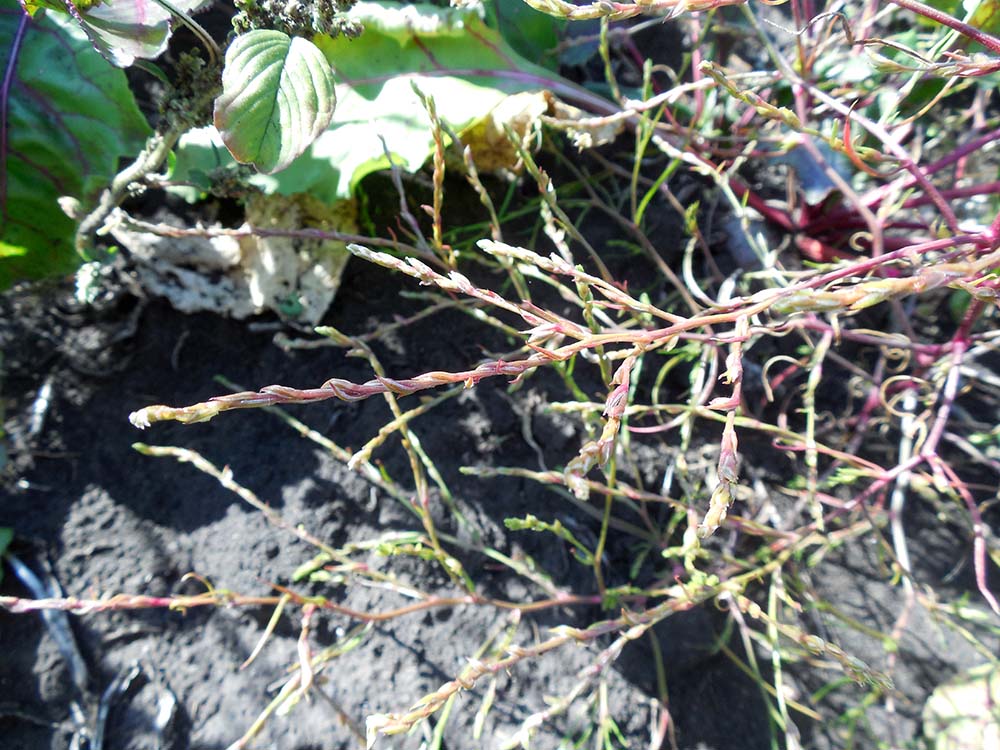 Image of Corispermum declinatum specimen.