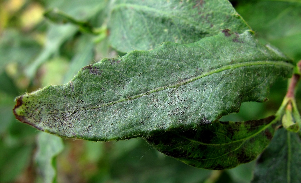 Image of Lonicera pallasii specimen.