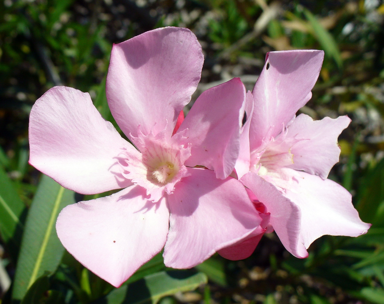 Изображение особи Nerium oleander.