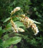 Persicaria lapathifolia