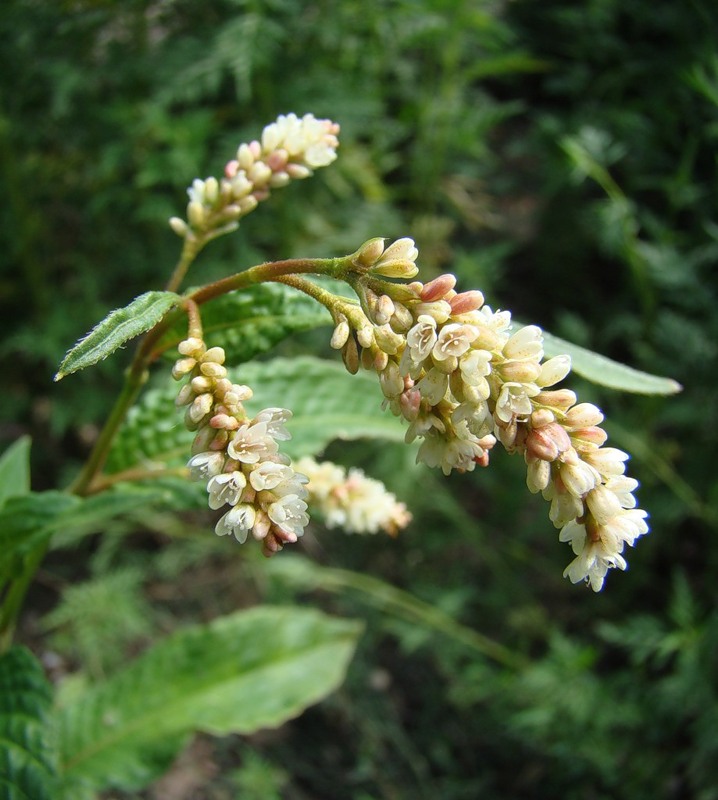 Изображение особи Persicaria lapathifolia.