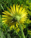 Doronicum carpaticum