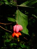 Euonymus verrucosus