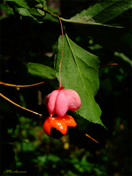 Изображение особи Euonymus verrucosus.