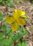 Chelidonium majus