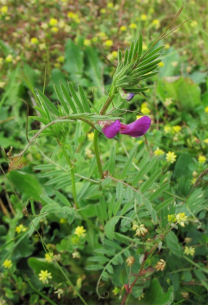 Изображение особи Vicia angustifolia.