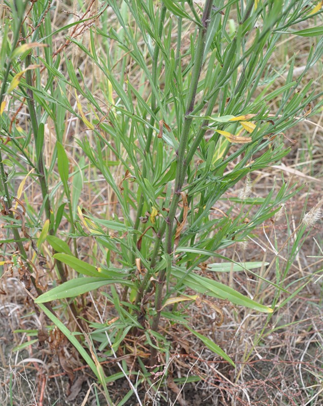 Image of Symphyotrichum subulatum specimen.