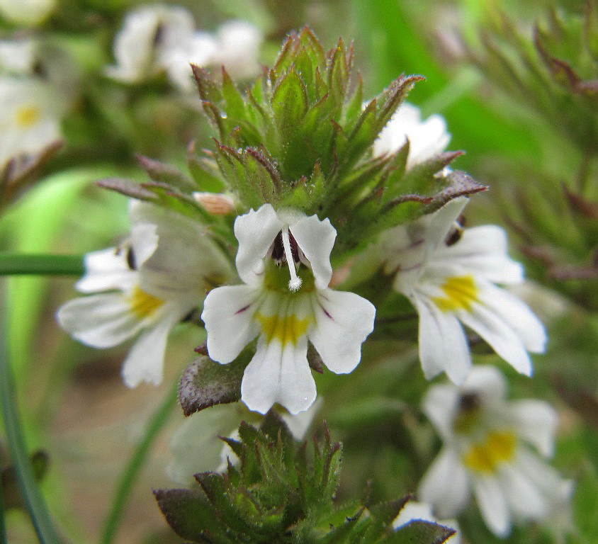 Изображение особи род Euphrasia.