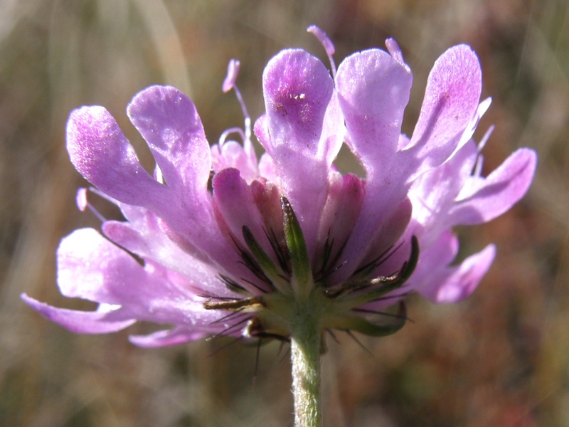 Изображение особи Scabiosa columbaria.