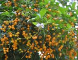 Duranta erecta