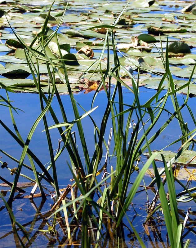 Image of Sagittaria sagittifolia specimen.