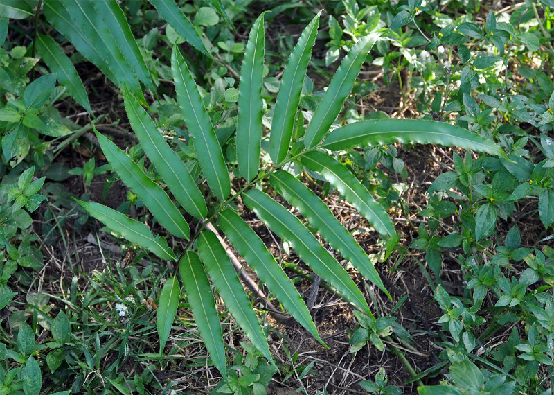 Изображение особи Acrostichum speciosum.