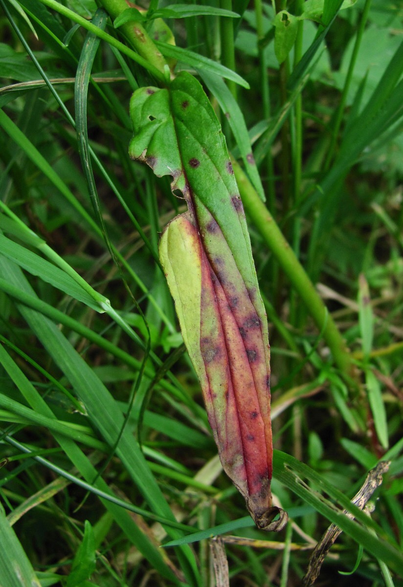 Изображение особи Epilobium palustre.