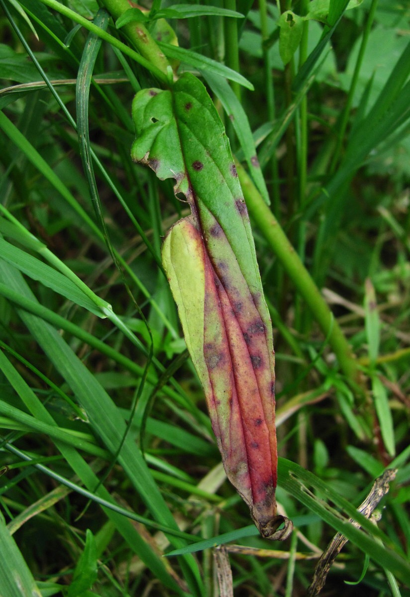 Image of Epilobium palustre specimen.