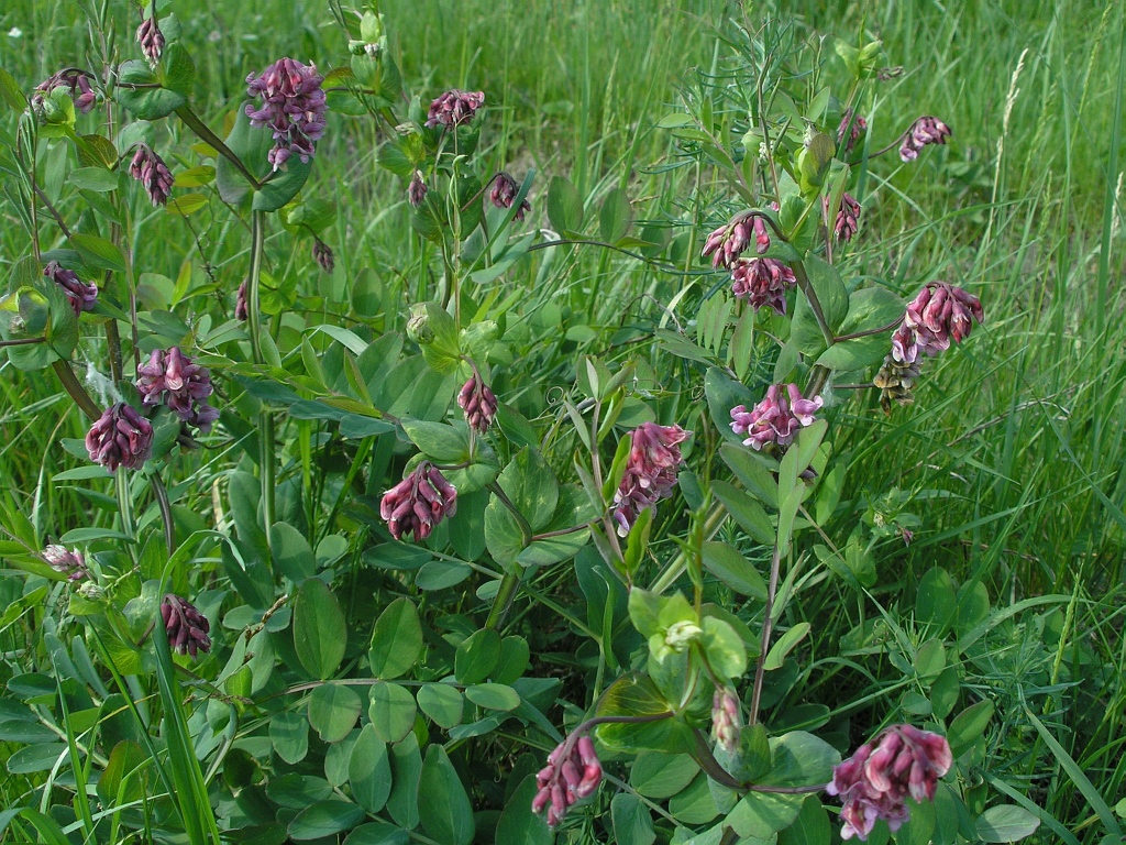 Изображение особи Lathyrus pisiformis.