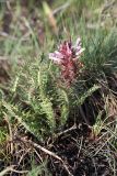 Pedicularis olgae. Цветущее растение. Южный Казахстан, Угамский хр., ущ. Сазаната, правый гребень ущелья ручья Каржантау, 2300 м н.у.м. 07.05.2014.