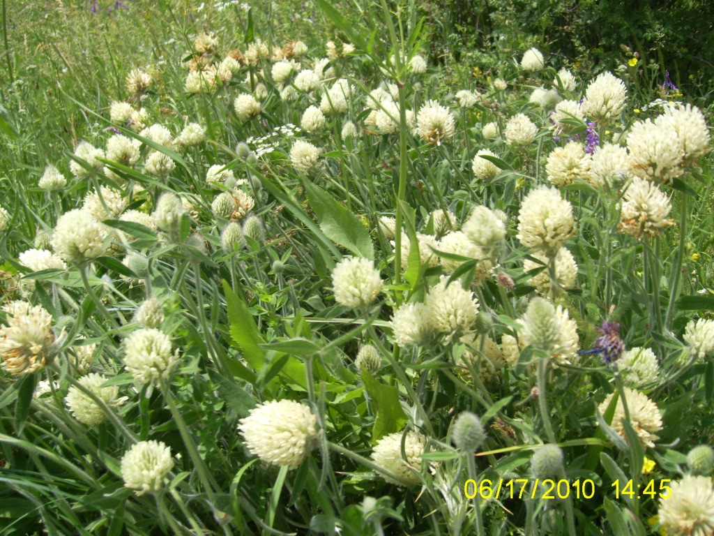 Изображение особи Trifolium trichocephalum.