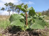 Phlomoides tuberosa. Растение с развивающимся генеративным побегом. Краснодарский край, м/о г. Новороссийск, гора Большой Маркотх. 11.04.2015.