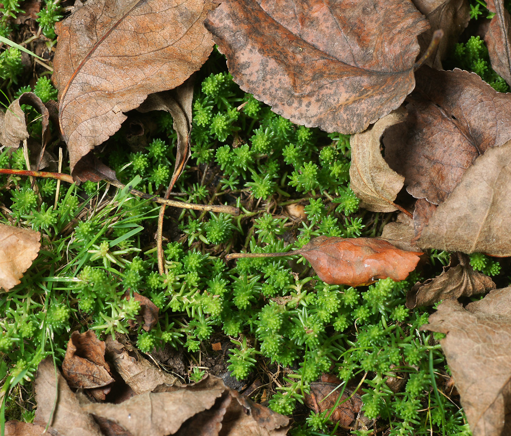 Image of Sedum acre specimen.