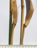 Agropyron fragile