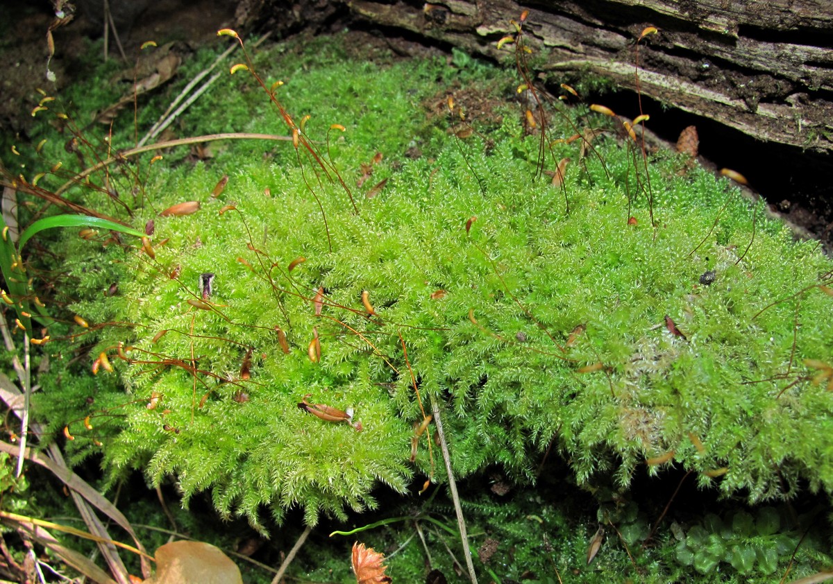 Image of ordo Hypnales specimen.
