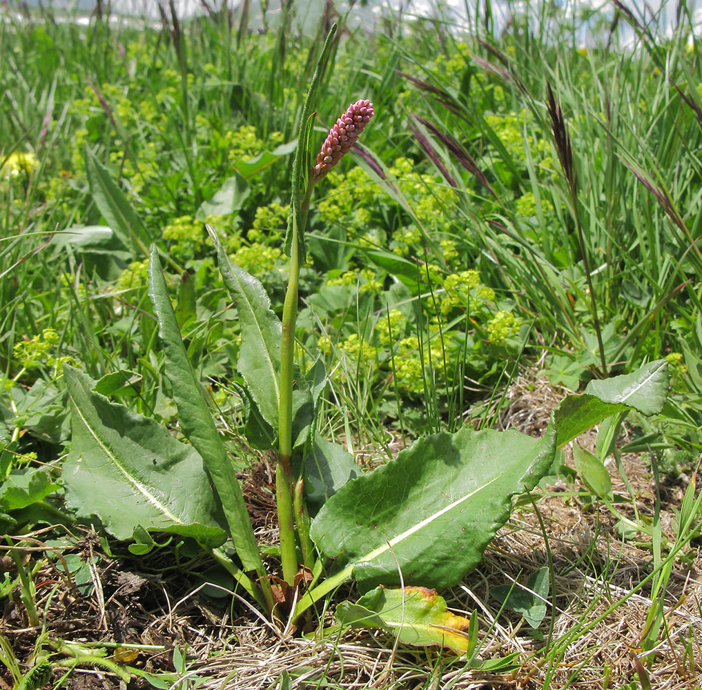 Изображение особи Bistorta carnea.