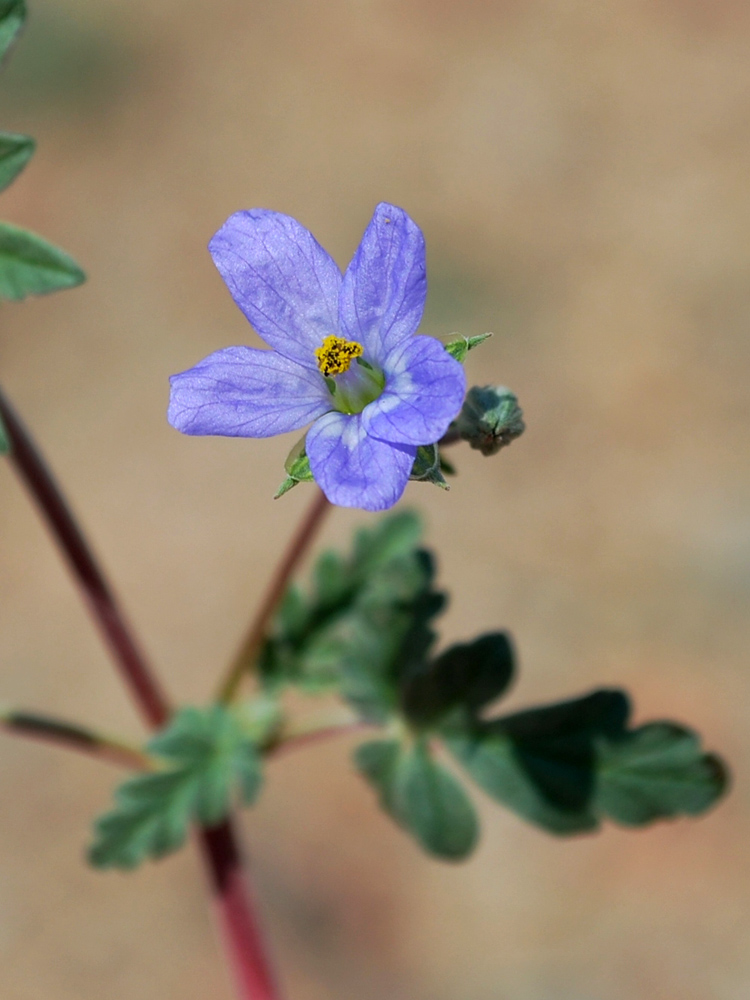 Изображение особи Erodium oxyrhynchum.