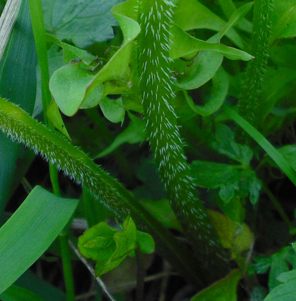 Image of Brunnera sibirica specimen.