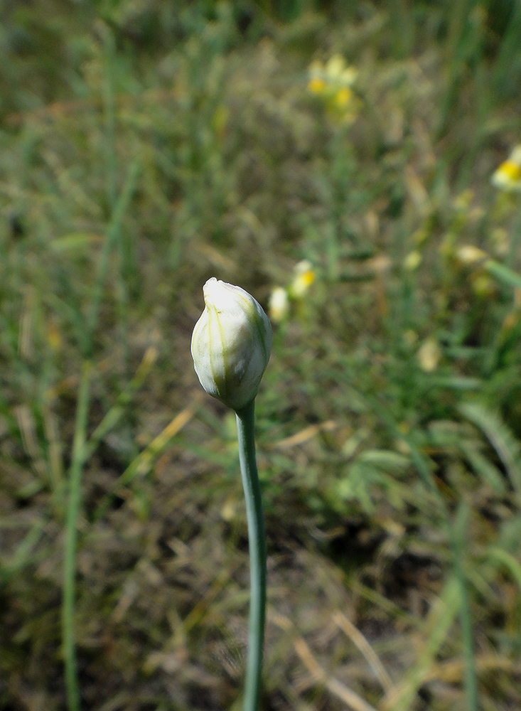 Image of Allium ramosum specimen.