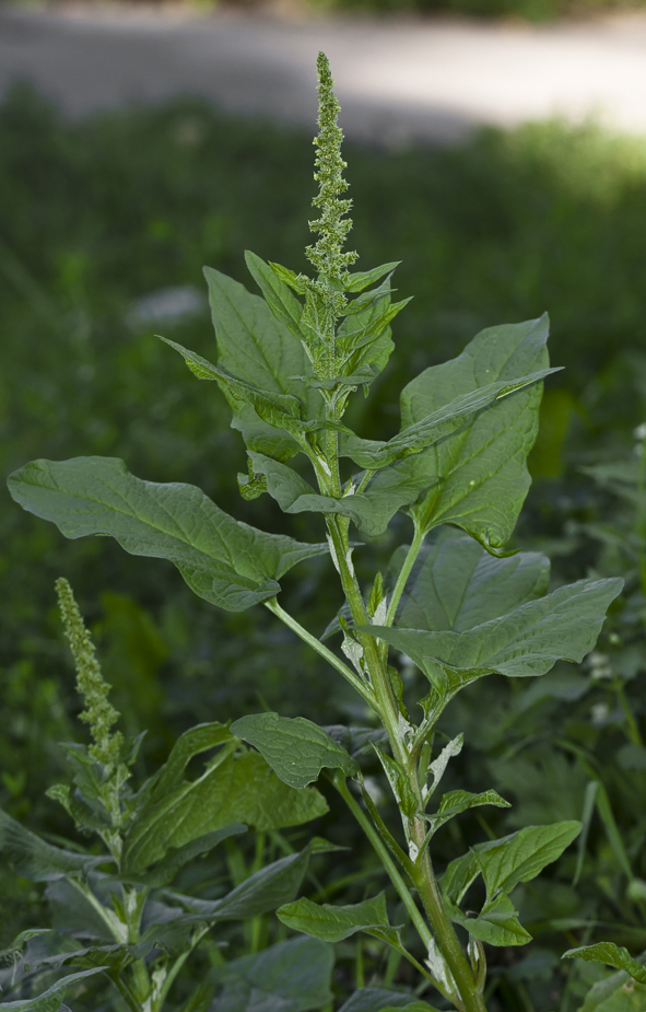 Image of Blitum bonus-henricus specimen.