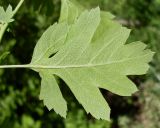 Crataegus monogyna. Лист (обратная сторона). Ростовская обл., Азовский р-н, Александровский лес, на обочине лесной дороги. 21.05.2015.