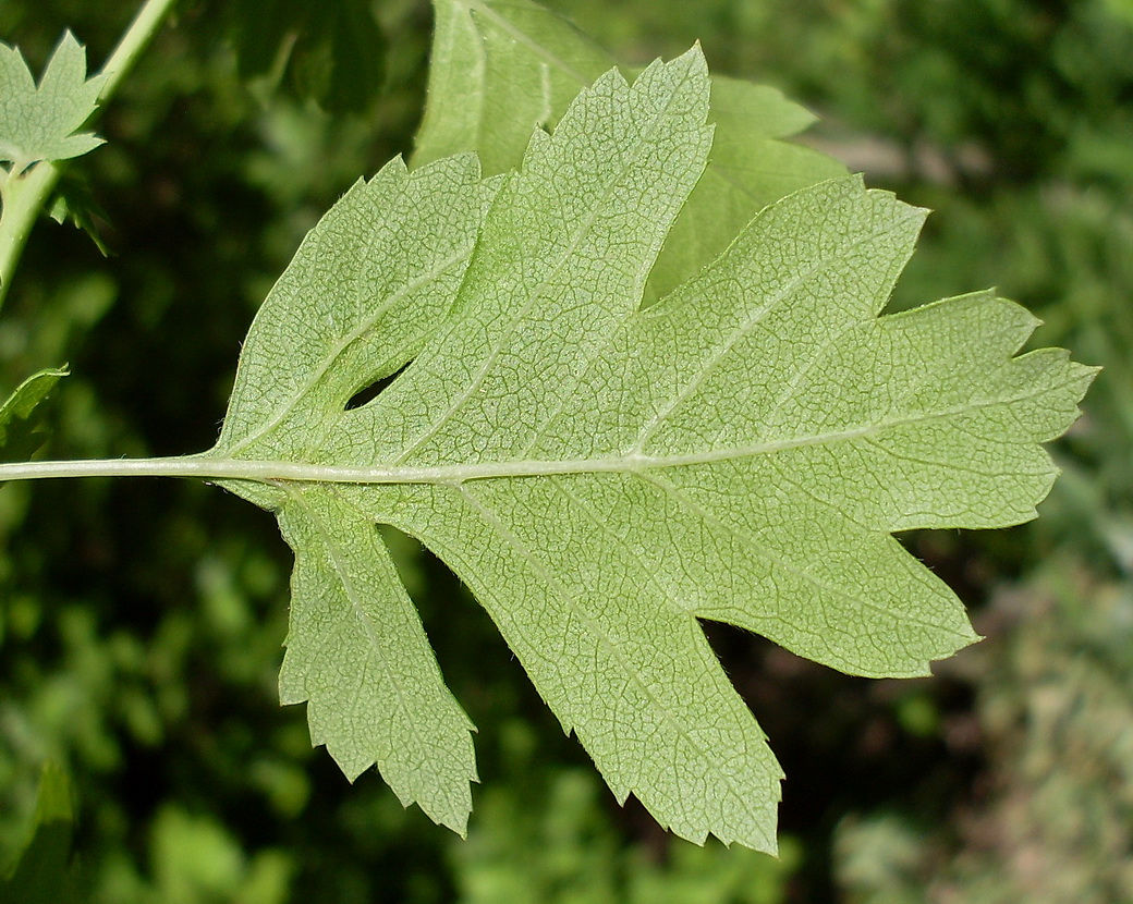 Image of Crataegus monogyna specimen.