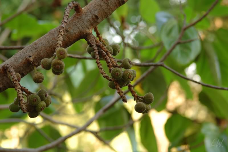 Изображение особи Ficus auriculata.