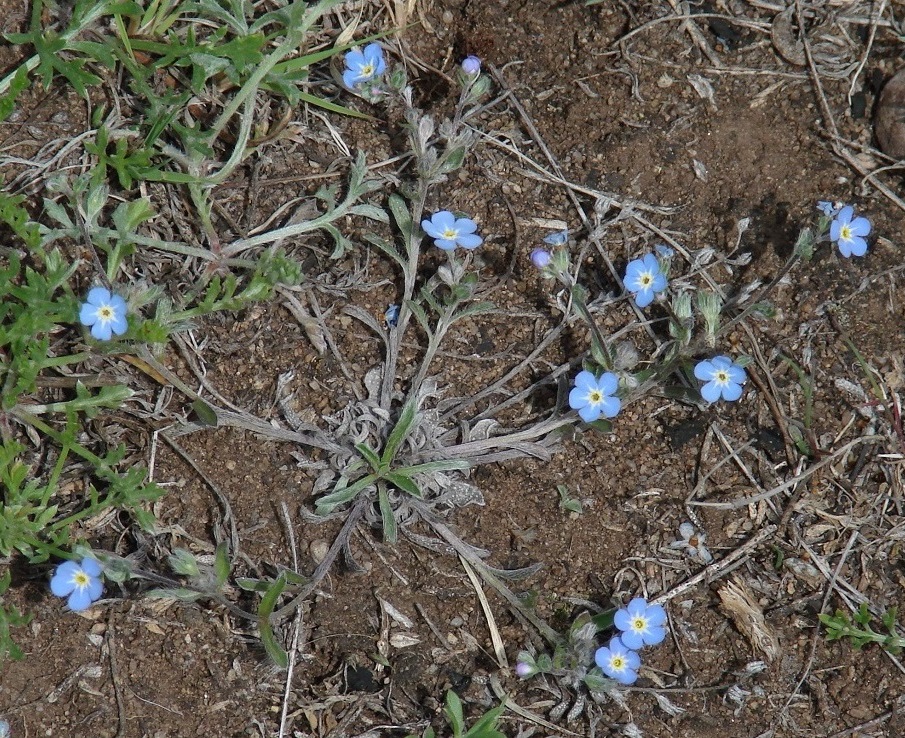 Изображение особи Amblynotus rupestris.