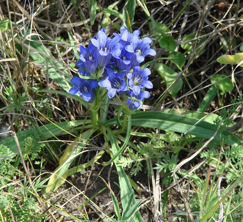 Изображение особи Gentiana decumbens.