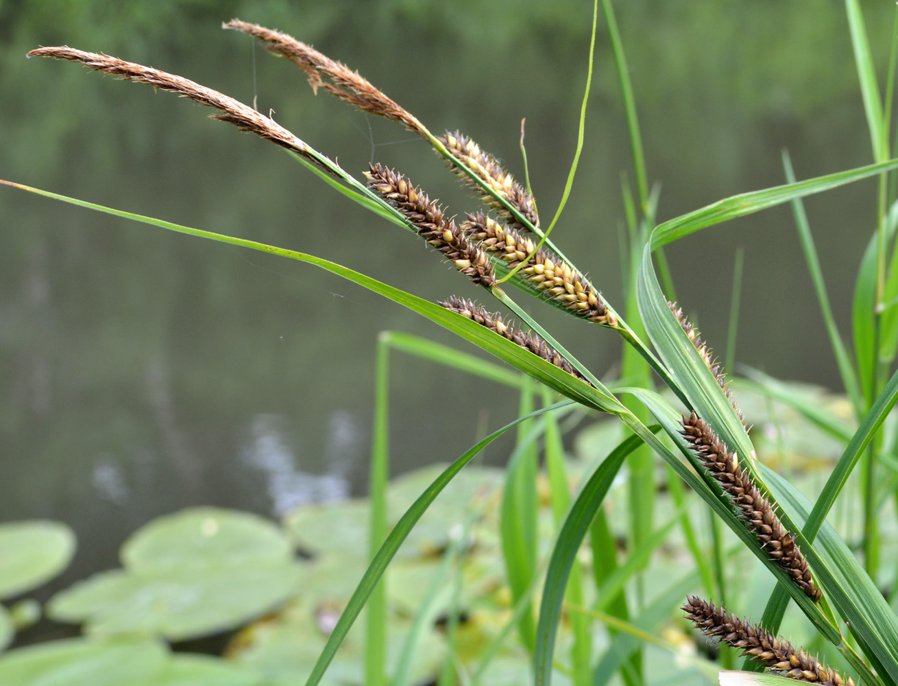 Image of Carex riparia specimen.