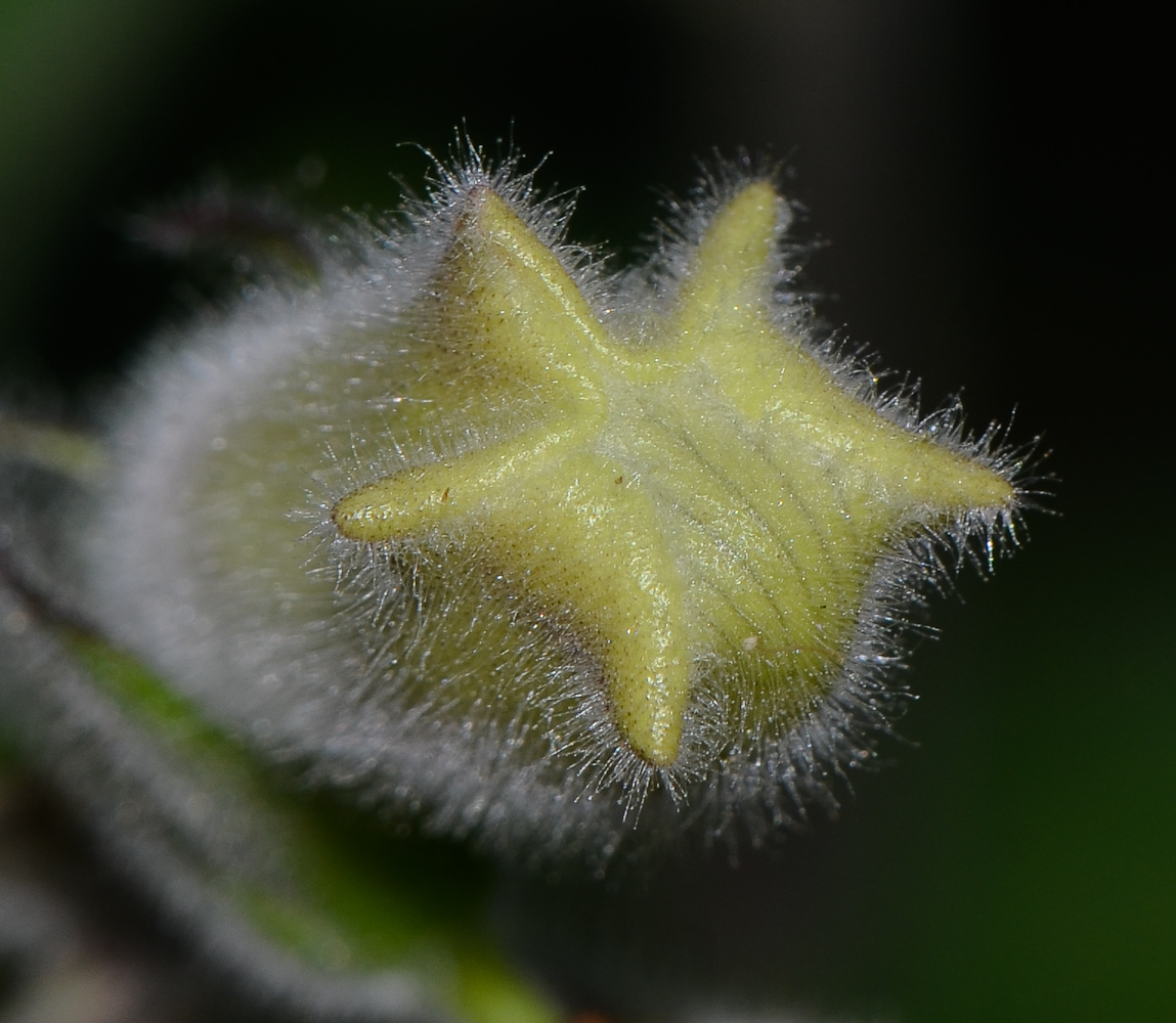 Изображение особи Ceratotheca triloba.