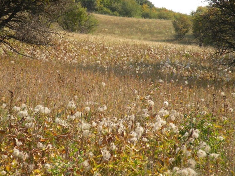 Изображение особи Clematis integrifolia.