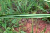 Elytrigia repens