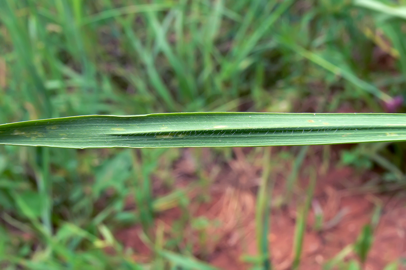 Изображение особи Elytrigia repens.