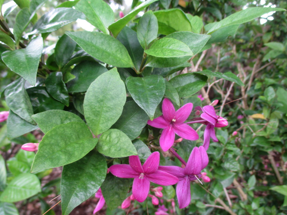Изображение особи Pseuderanthemum laxiflorum.