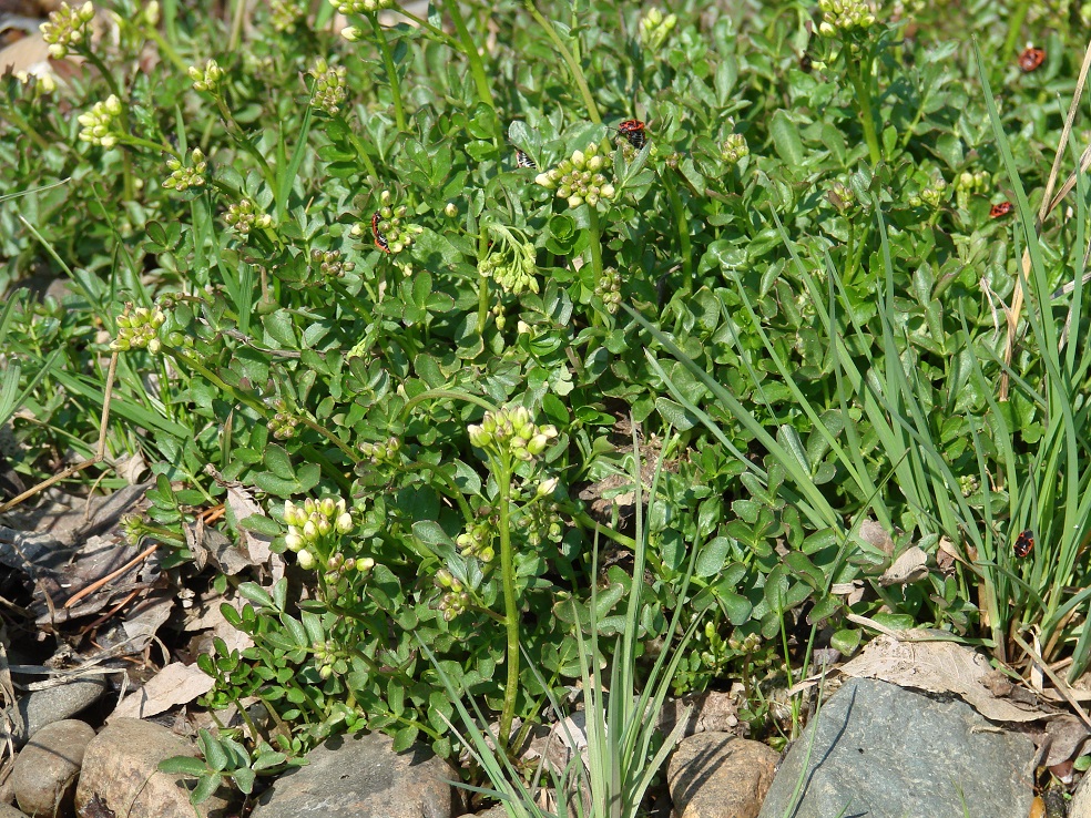 Изображение особи Cardamine prorepens.