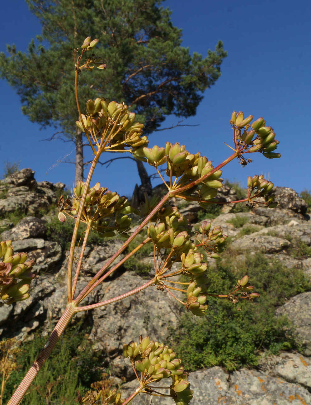 Image of Ferula songarica specimen.