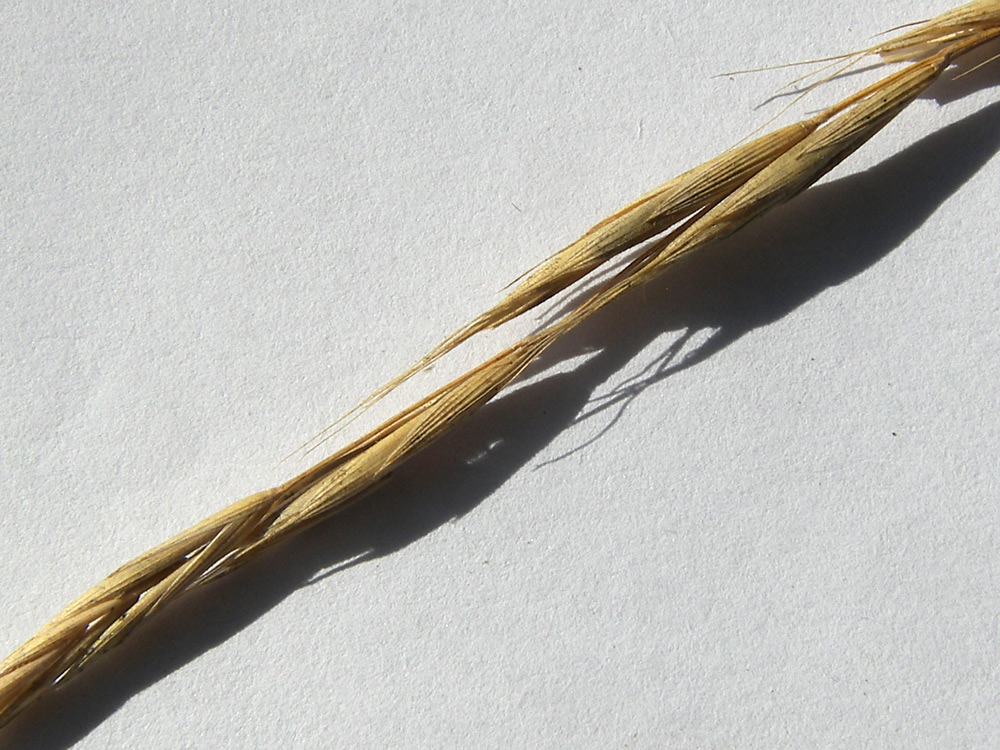 Image of Brachypodium sylvaticum specimen.