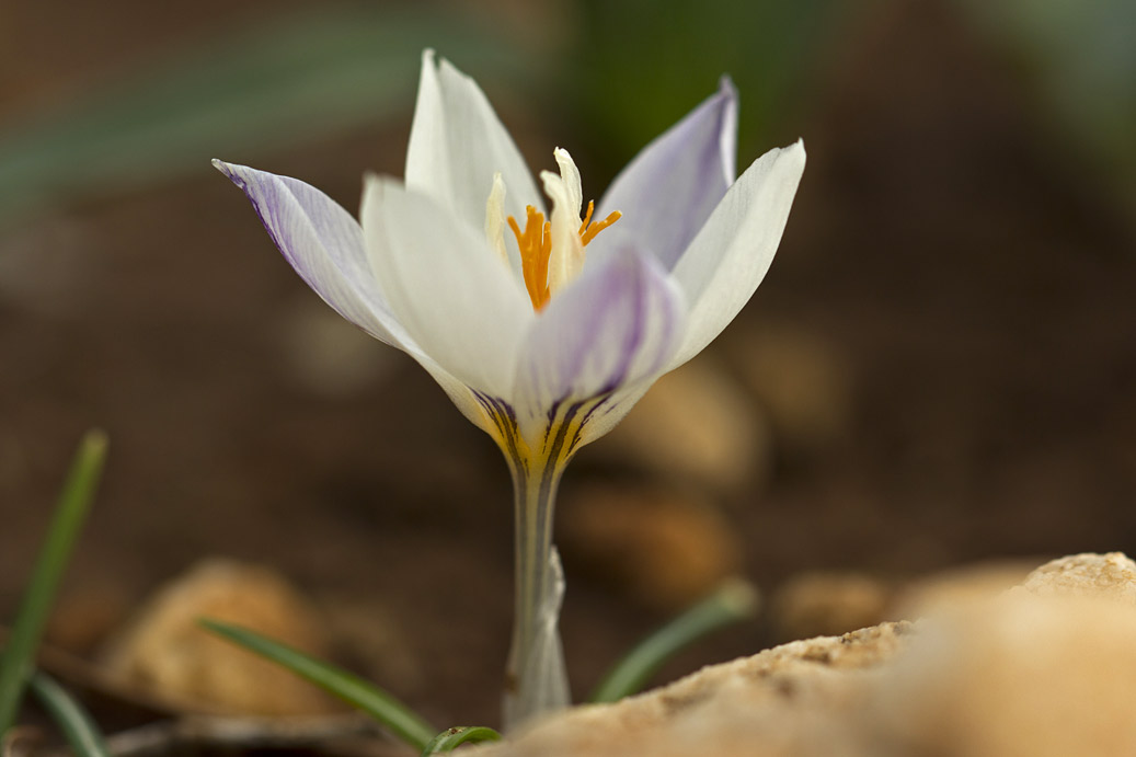 Изображение особи Crocus laevigatus.